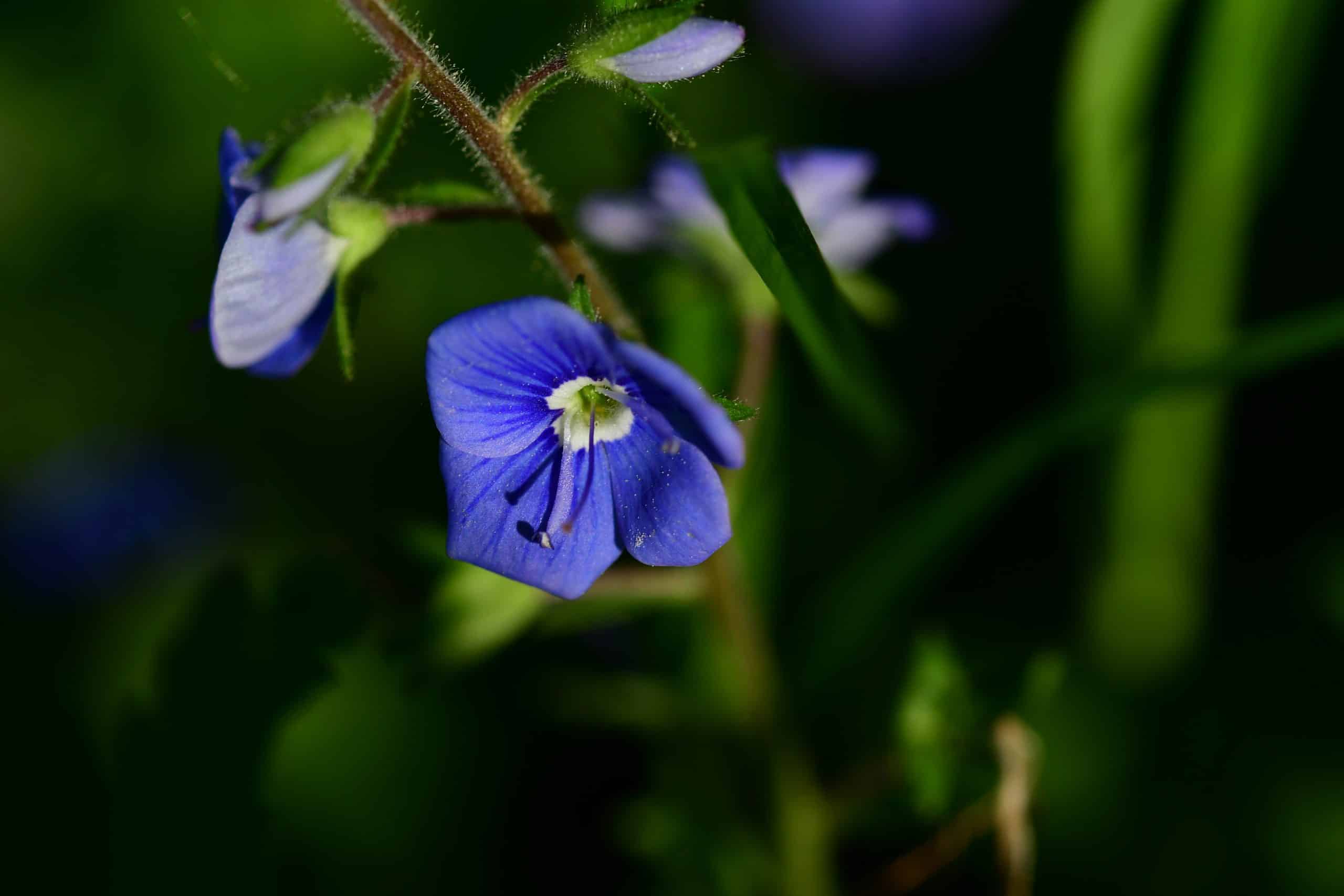 Kwiat sfotografowany Sigmą 105