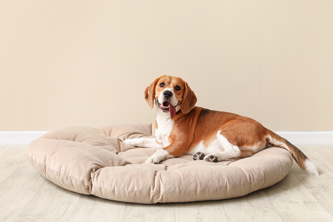 Pies rasy beagle odpoczywa na dużym, miękkim legowisku. - zdjęcie